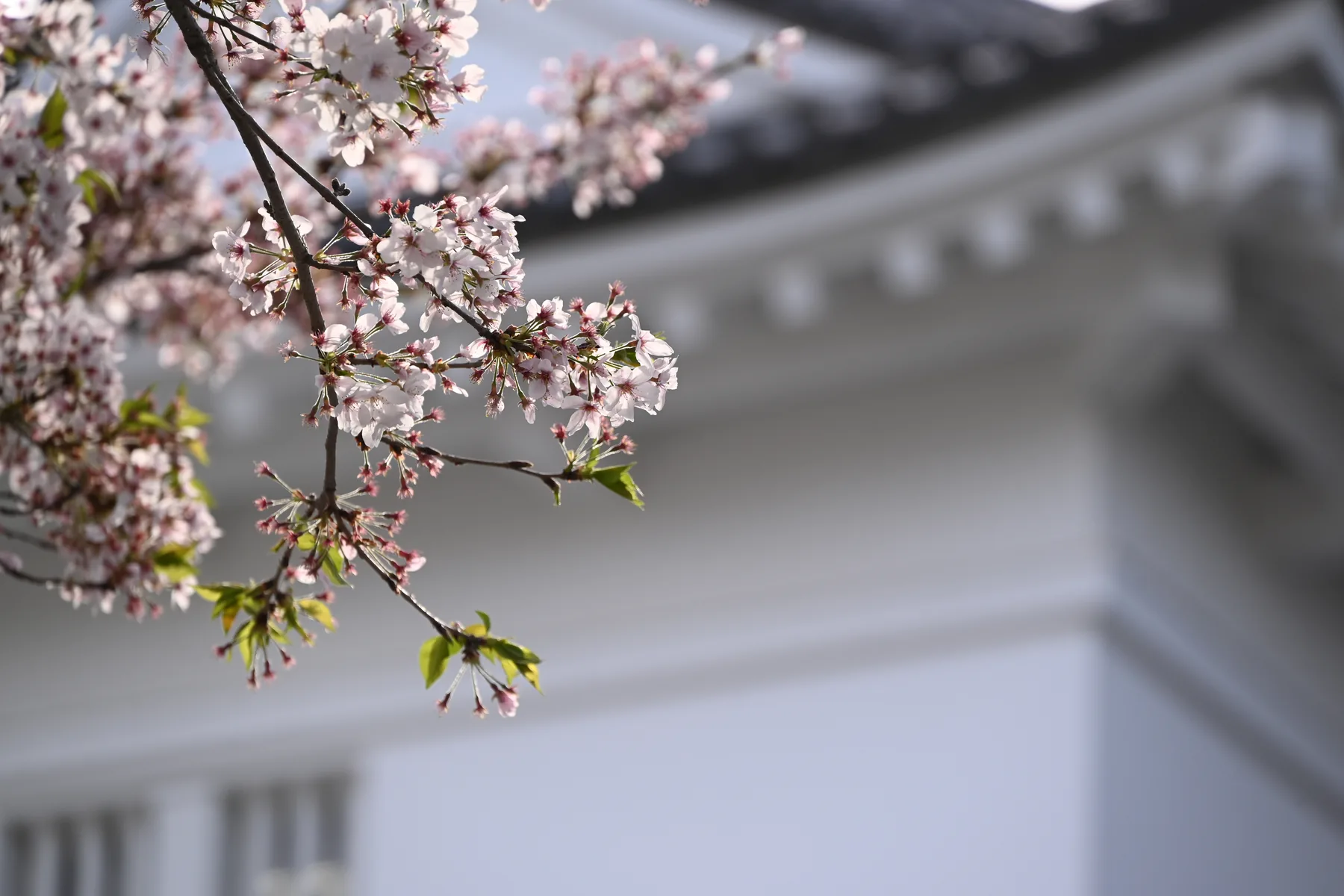 樱花与小田原城建筑细节